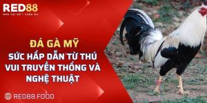 chiến thắng trong các trận đá gà mỹ